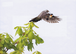 �r���߂����R�i�������́E���؁j�O�����v��