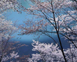 湖畔に咲く