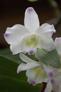 F3.2 1/60で撮影