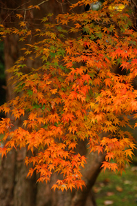 (1)フラットな光を落ち着いたイメージで