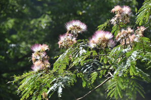 作例１PLフィルターなし