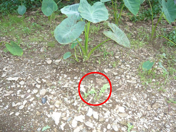 茶蕎