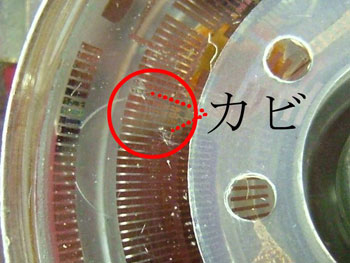 カビの拡大図
