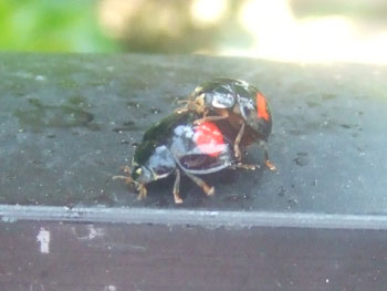 ナミテントウの交尾
