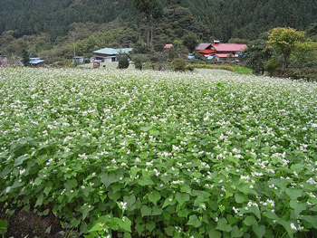 桧原蕎麦景