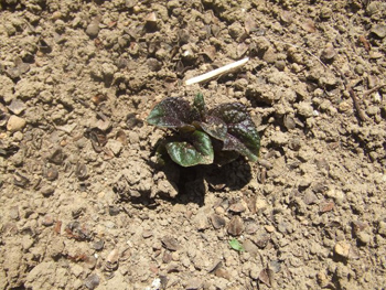 馬鈴薯ノーザンルビー