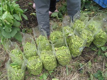 一人当たり1Kg