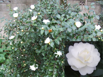 山茶花