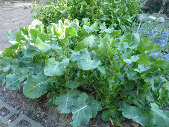 野良坊菜