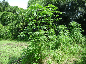 雑草