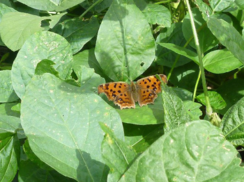 キタテハ