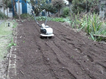 HONDA Pianta