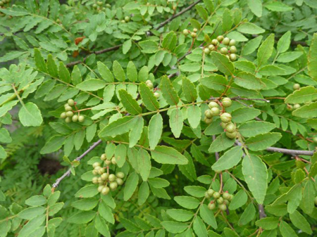 粉山椒