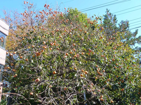 次郎柿