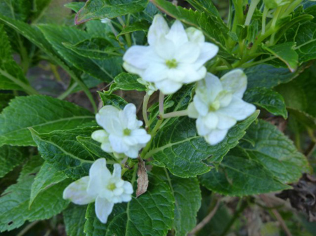 墨田の花火