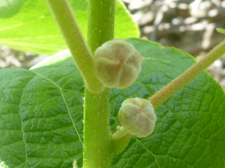 雌花