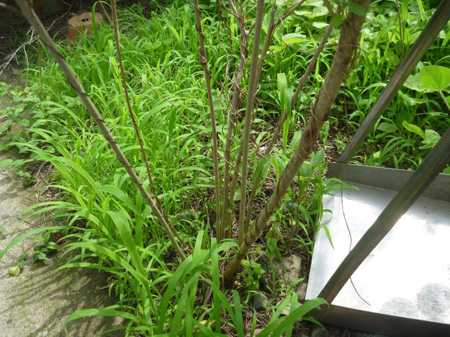 雑草