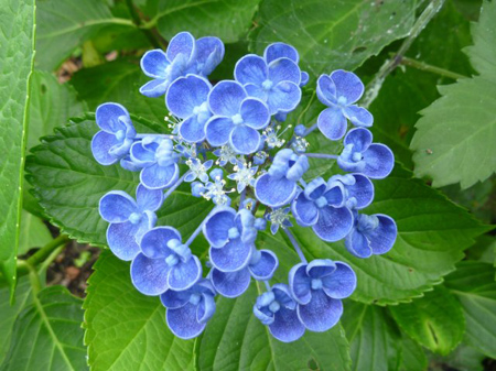 紫陽