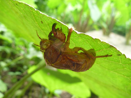 セミ