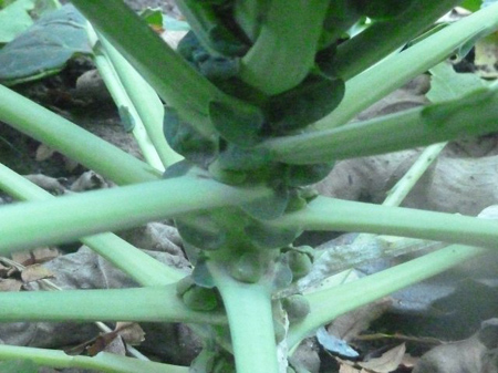 芽キャベツ