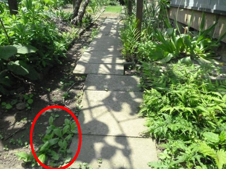 除草