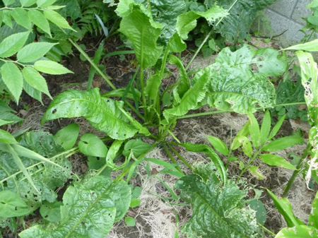 蝦夷山葵
