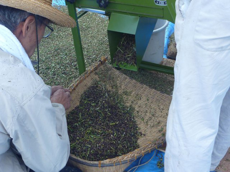 檜原蕎麦の脱穀