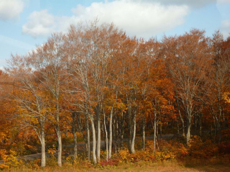 八甲田の霧氷