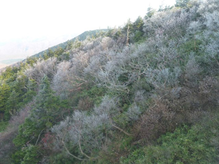 八甲田の霧氷