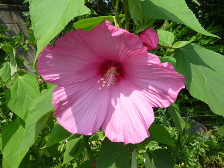 木芙蓉