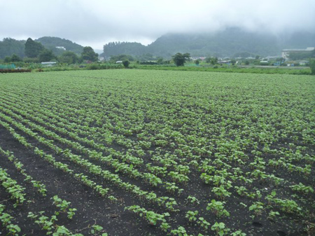 萌芽しない理由