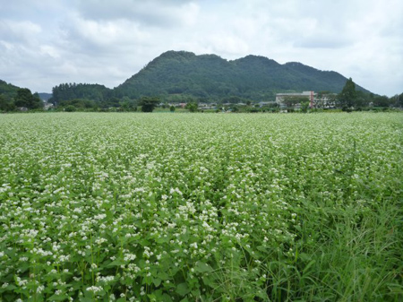 根小屋蕎麦は満開