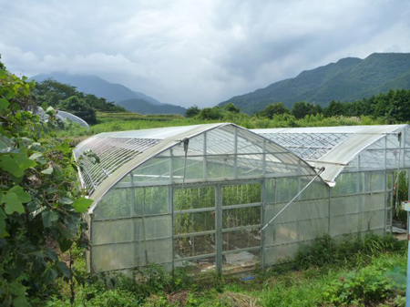 青根の棚田