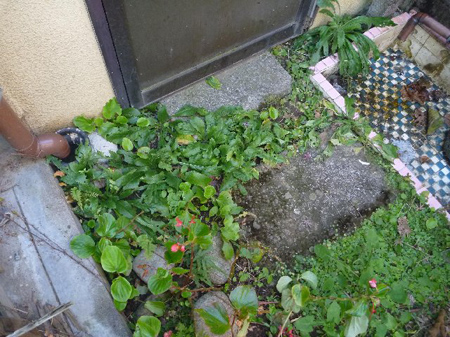 みかん&キウィの収穫