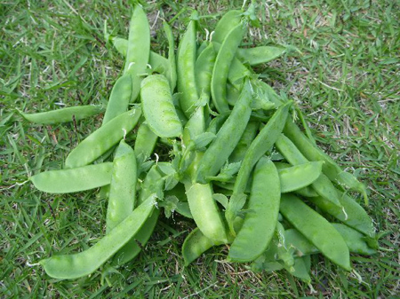 埼玉菜園