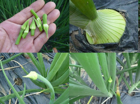 埼玉菜園