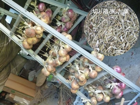 埼玉菜園（自転車の自炸裂音）