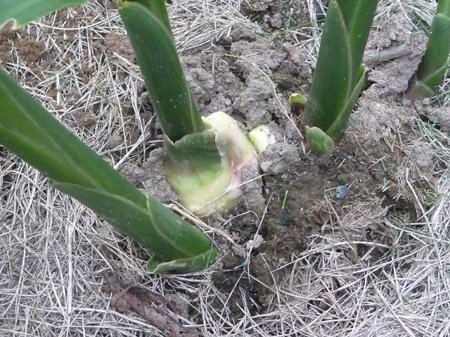 埼玉菜園
