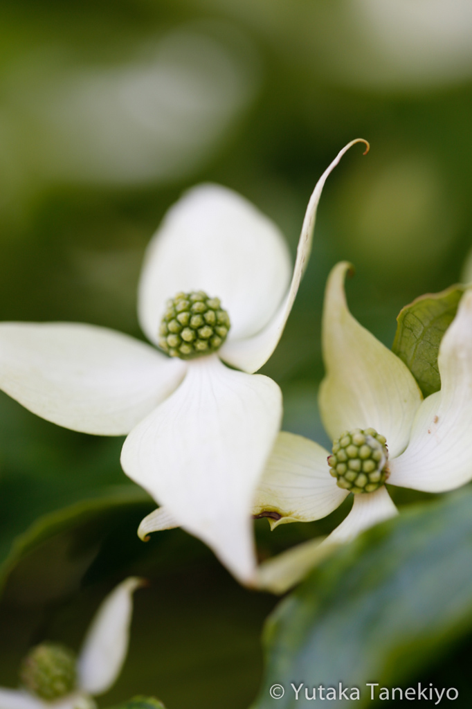 山法師の花