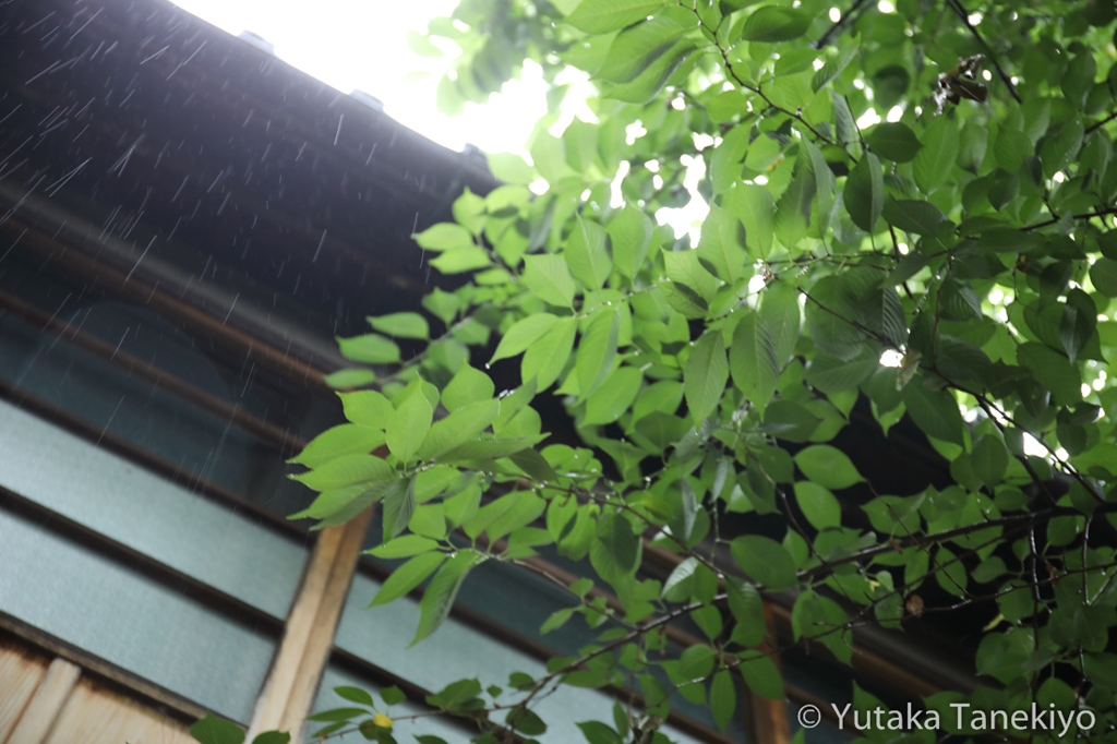 雨の金沢 2