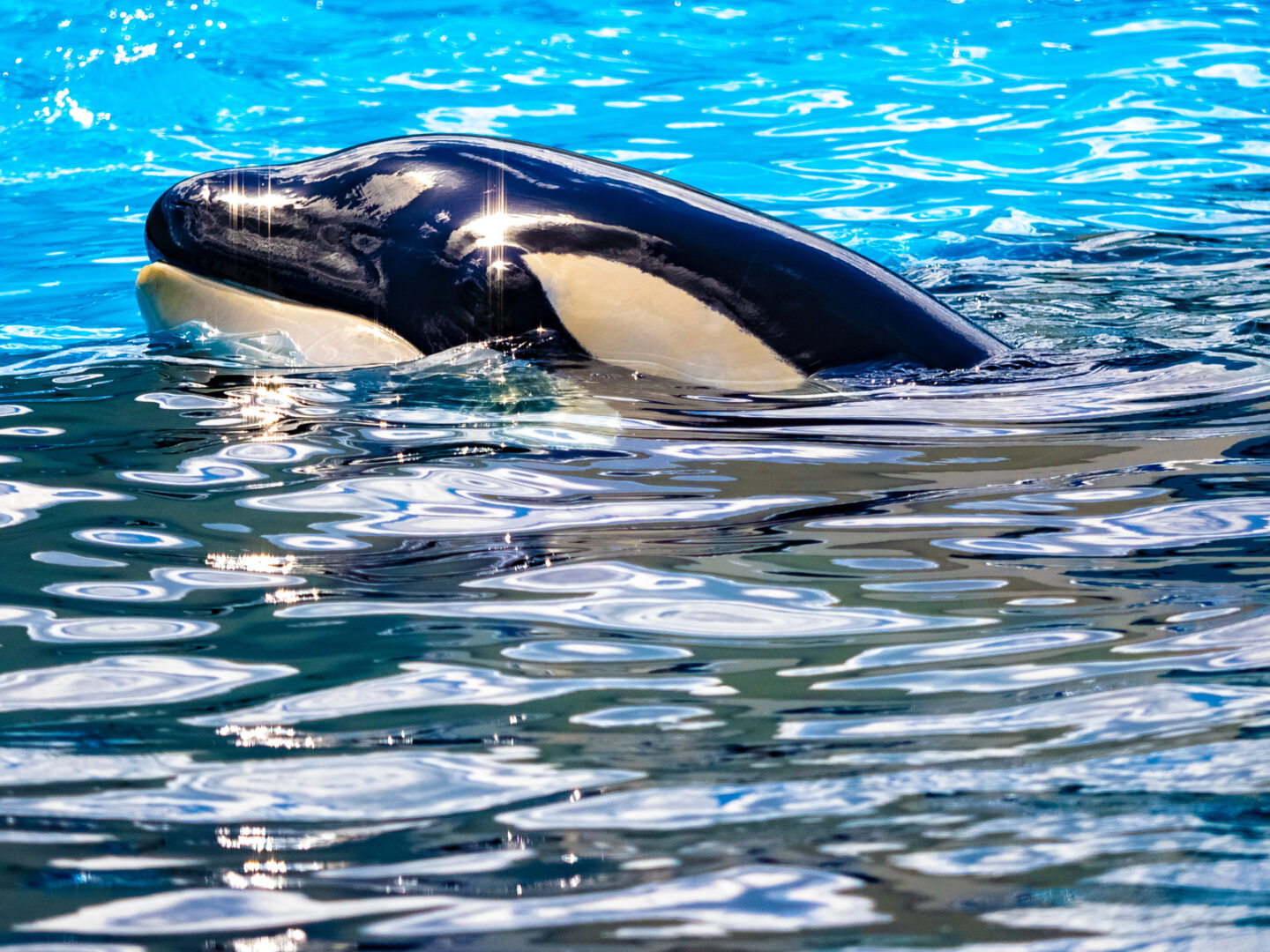 最先端の展示方法や海獣パフォーマンスが凄い！全国絵になる水族館めぐり撮影旅～関東・後編～