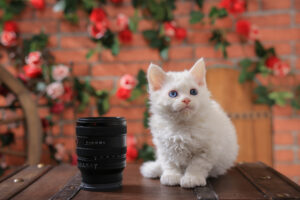 ソニー FE 16-25mm F2.8 G レビュー｜ペトグラファー 小川晃代