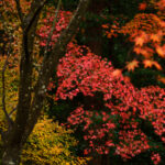 風景写真の引き出しを増やす！｜その11：紅葉撮影のポイント