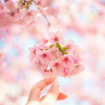 春をもっと特別に。桜を美しく撮る8つのコツ。