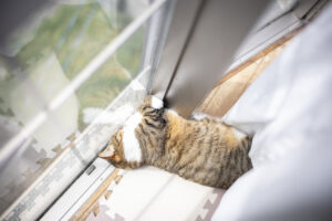 フォクトレンダー NOKTON 40mm F1.2 Aspherical RF-mount｜被写体にじっくり向き合いたくなるマニュアルレンズ