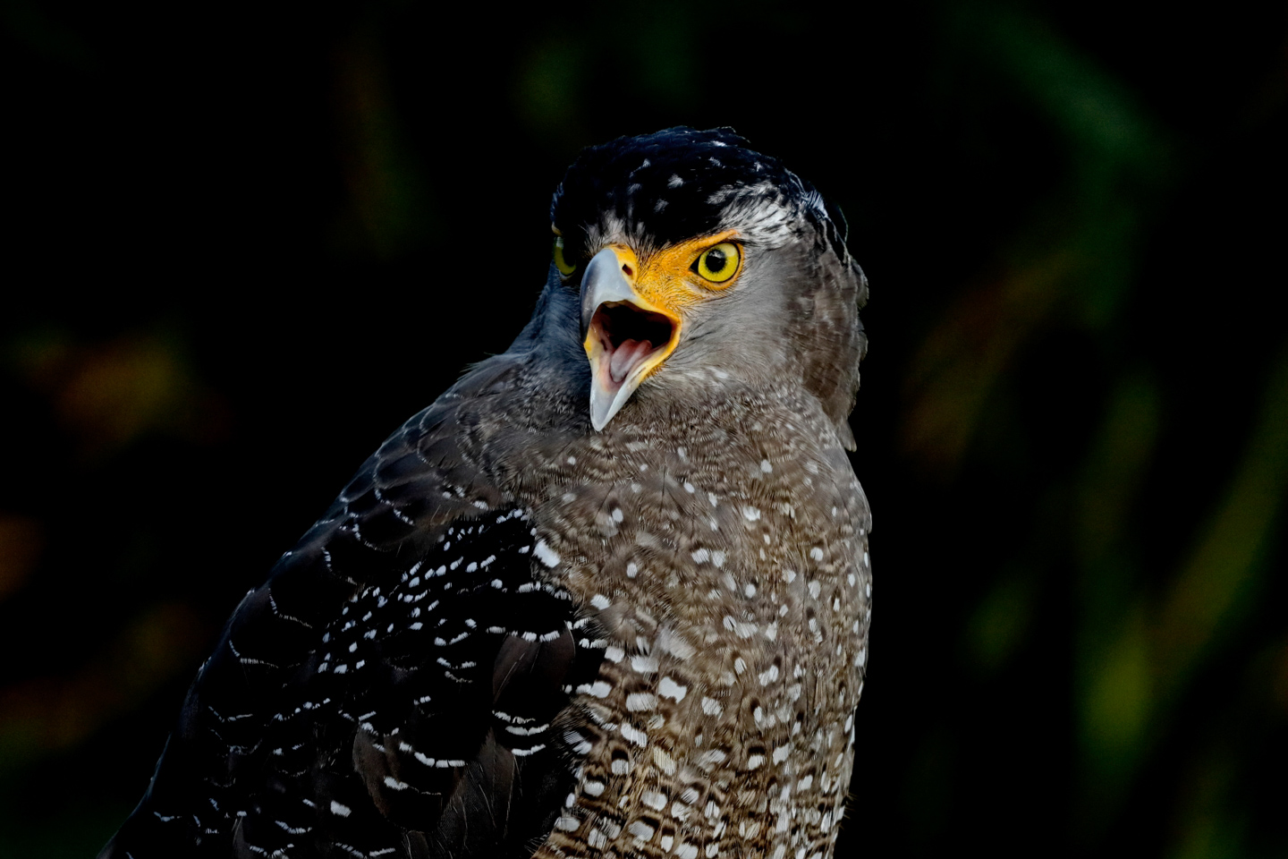 野鳥撮影には1.6倍クロップとアップスケーリングどっちが有利？｜EOS R5 Mark IIを使いこなす