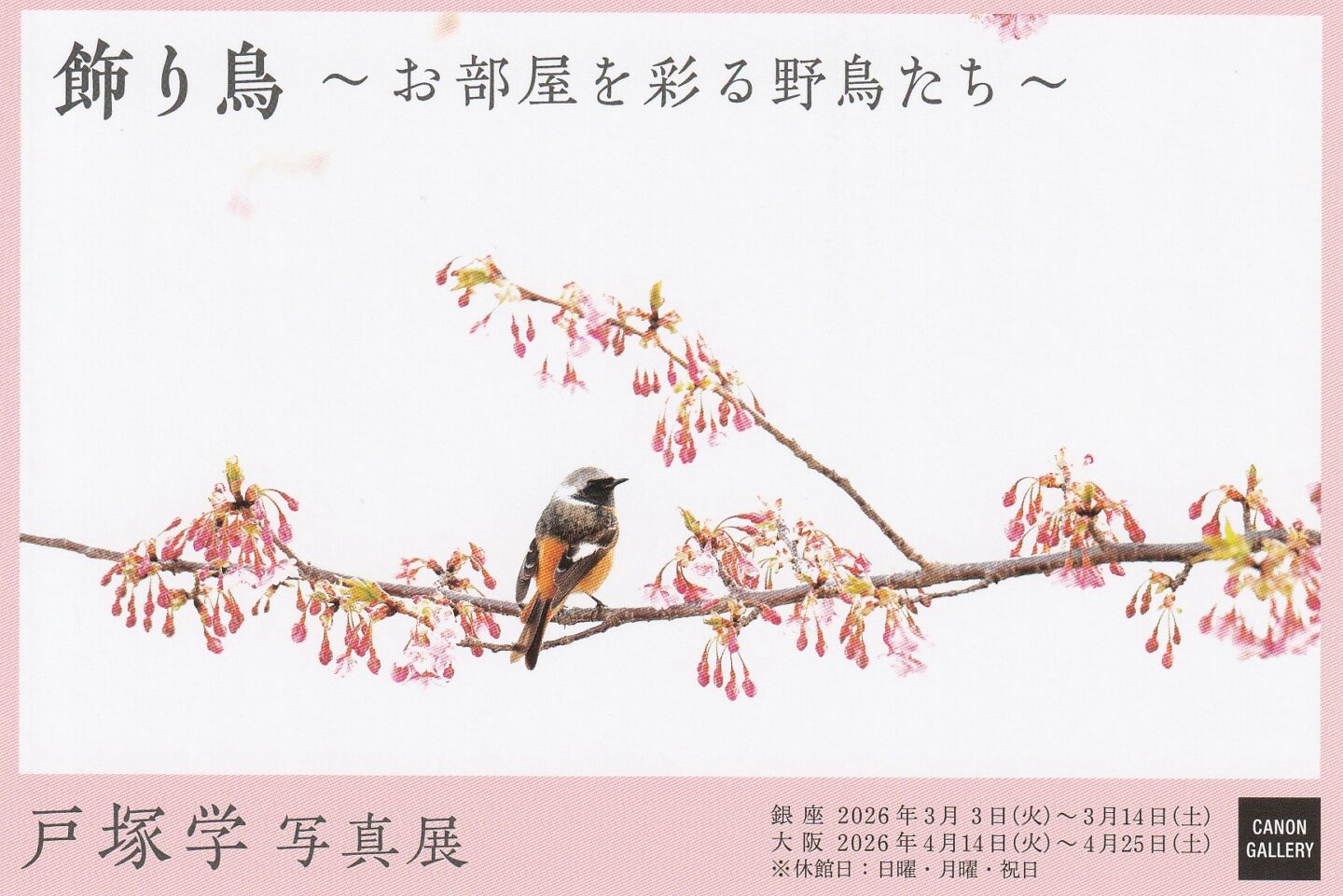 戸塚 学 写真展「飾り鳥～お部屋を彩る野鳥たち～」2026年3月-4月＠キヤノンギャラリー銀座＆大阪
