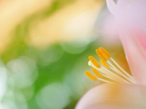 マクロで撮ろう！ユリ｜クニさんの季節の花レシピ