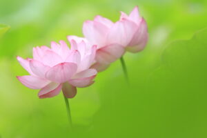 ハスが作り出す世界を表現する基本とテクニック｜斎藤裕史