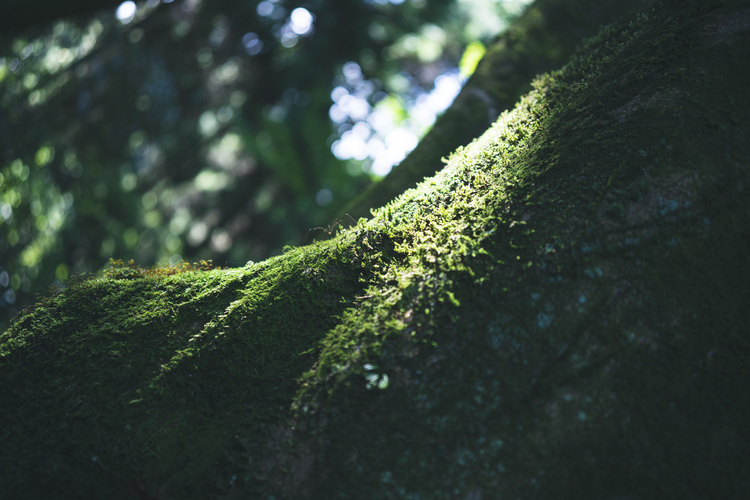 09_シグマ35mm F2 DG DN Contemporaryでの作例.jpg